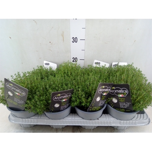 Thymus vulgaris 'Compactus'