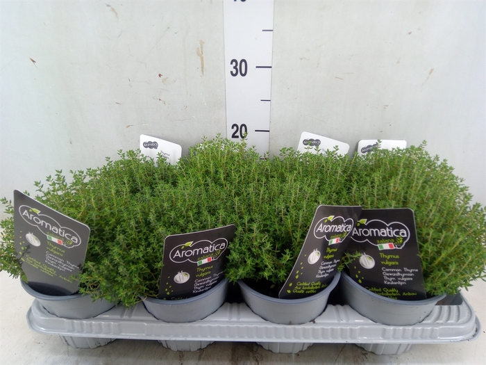 <h4>Thymus vulgaris 'Compactus'</h4>