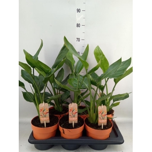 Strelitzia reg.   ...no flowers