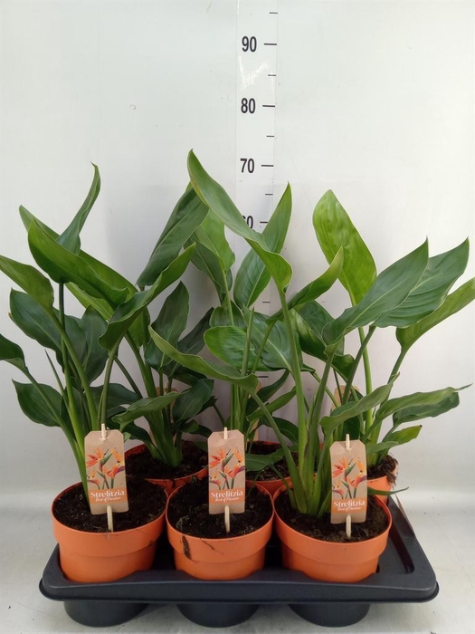 <h4>Strelitzia reg.   ...no flowers</h4>