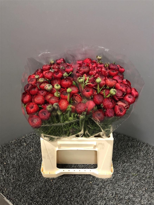 <h4>Ran Eleg Ex Red</h4>