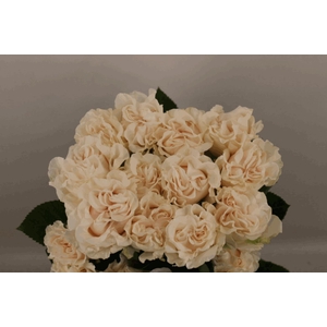 R Gr Cotton X-Pression