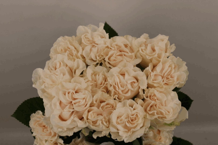 <h4>R Gr Cotton X-Pression</h4>