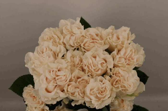 <h4>R Gr Cotton X-Pression</h4>