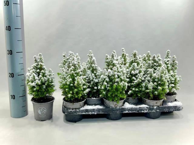 <h4>CHAM TH ALPICA</h4>