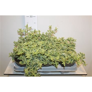 Aptenia Co Variegata