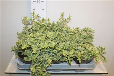 <h4>Aptenia Co Variegata</h4>