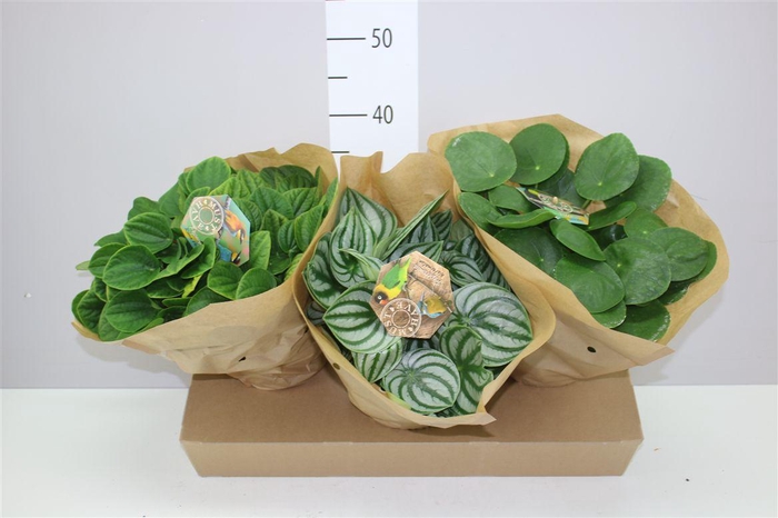 <h4>Pilea Peperomoides</h4>