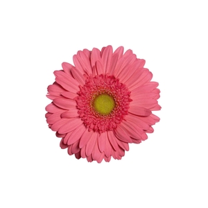 GERBERA ESMARA < 050 CM > 10 CM DIAM