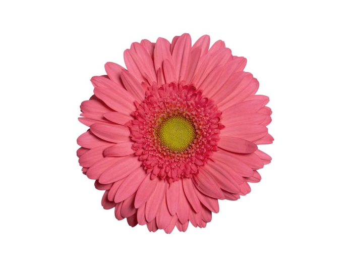 <h4>GERBERA ESMARA < 050 CM > 10 CM DIAM</h4>