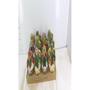 CACTUS ENXERTADO P10