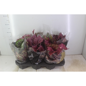 BEGONIA BELEAF P15 PO