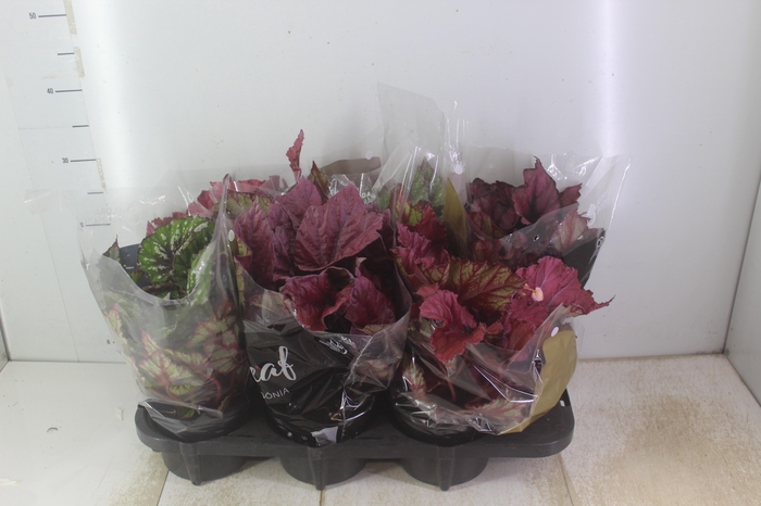 <h4>BEGONIA BELEAF P15 PO</h4>