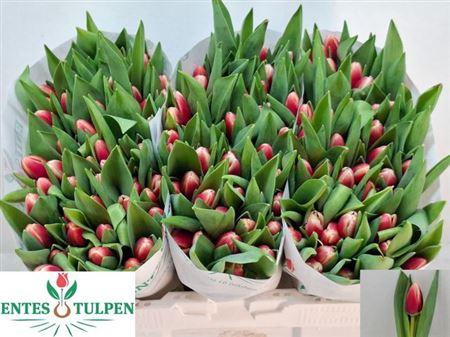 <h4>Tu En Timeless</h4>