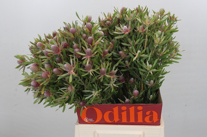 <h4>Leucadendron Ayoba Star Pearl</h4>