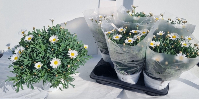 <h4>ARG STELLA 2000</h4>