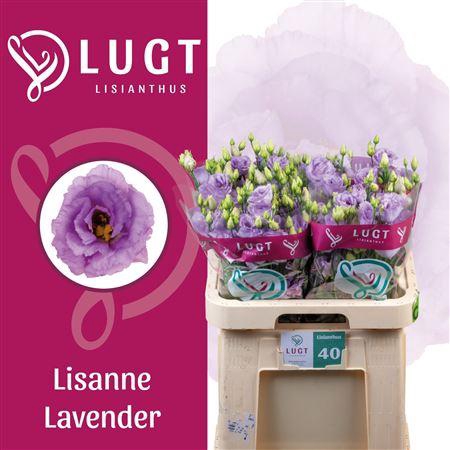 <h4>Eus G Lisanne D Lave Promo!!</h4>