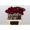 Dahlia Red Jill