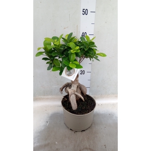 Ficus microcarpa 'Ginseng'