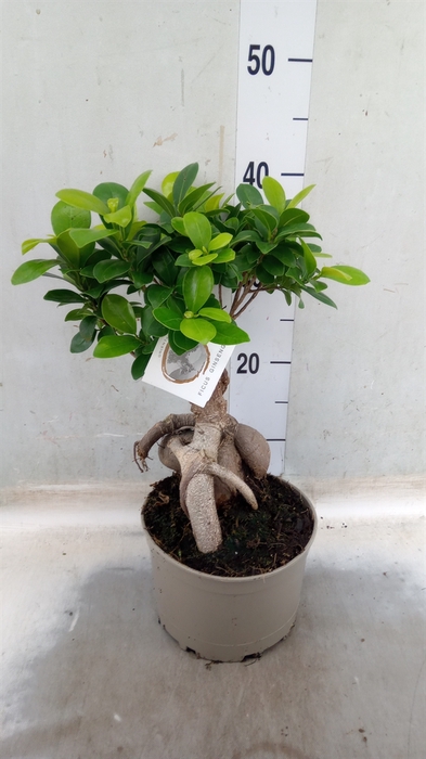 <h4>Ficus microcarpa 'Ginseng'</h4>