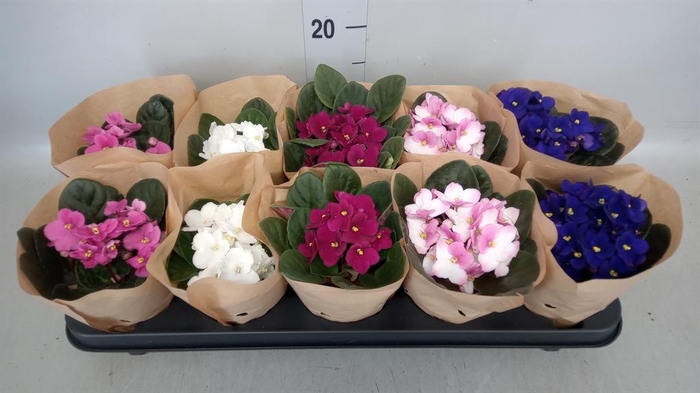 <h4>Saintpaulia   ...</h4>