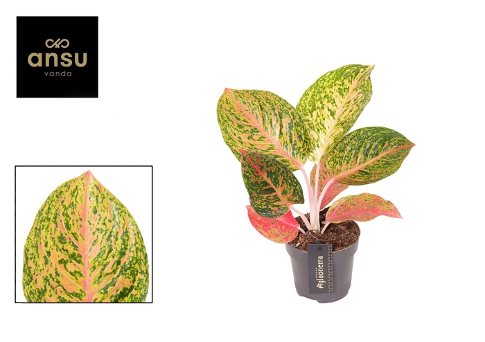 <h4>Aglaonema Grand Bouquet</h4>
