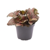 FITTONIA VERSCHAFFELTII p6 red