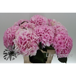 Hydrangea royal grandeur