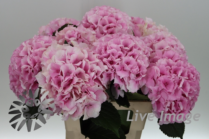 <h4>Hydrangea royal grandeur</h4>