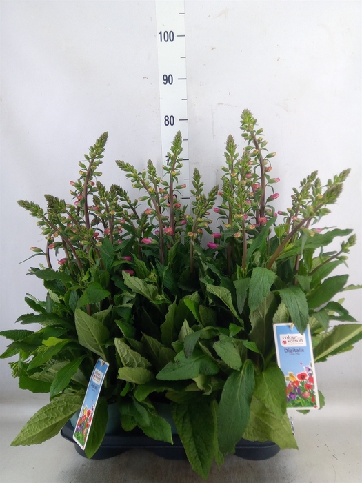 <h4>Digitalis purp. 'Lucas'</h4>