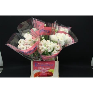 Ran Rom Courchevel 50cm