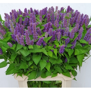 AGASTACHE OV