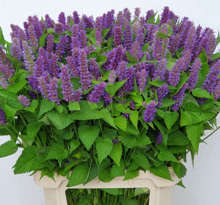 <h4>AGASTACHE OV</h4>