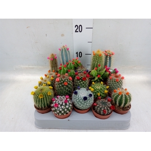 Cactus   ...decorated