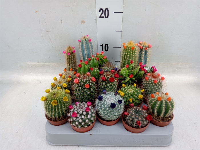 <h4>Cactus   ...decorated</h4>