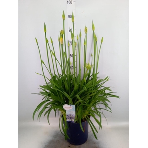 Agapanthus  'Amourette Superb'