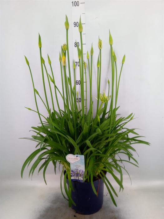 <h4>Agapanthus  'Amourette Superb'</h4>