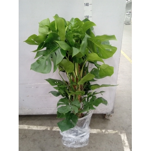 Monstera pertusum