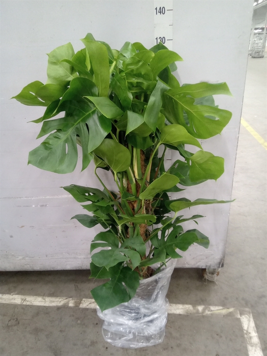 <h4>Monstera pertusum</h4>