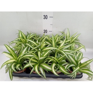 Chlorophytum com. 'Variegatum'