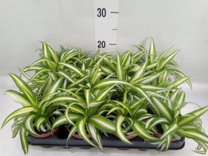 <h4>Chlorophytum com. 'Variegatum'</h4>