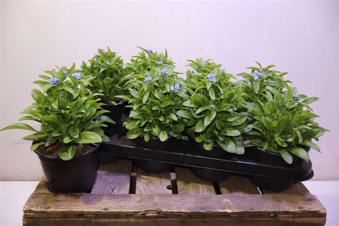 <h4>Myos Sy Mon Amie</h4>