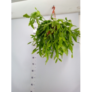 Rhipsalis   ...