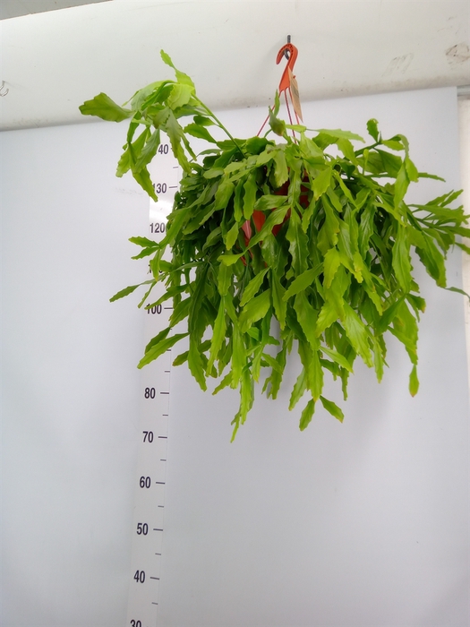 <h4>Rhipsalis   ...</h4>
