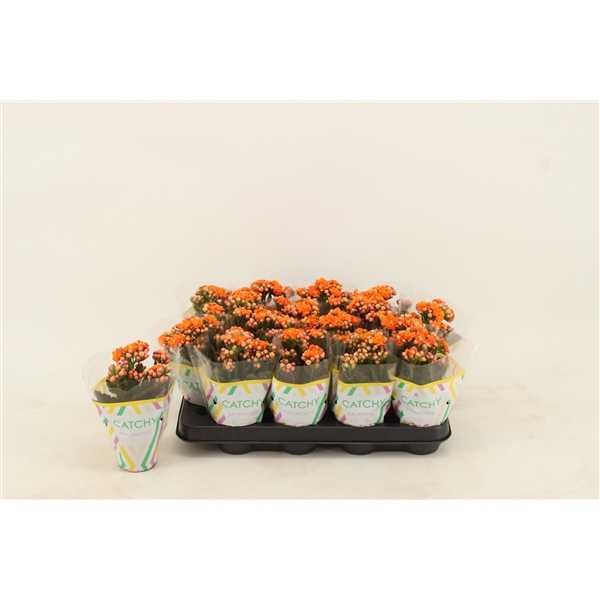 <h4>Kalanchoe Double Orange</h4>