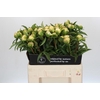 Paeonia Edens Temptation