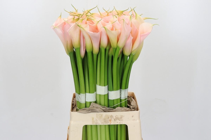 Zantedeschia Eydolls Salmon