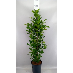 Ficus microcarpa 'Moclame'