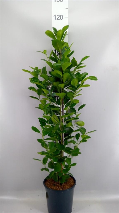 <h4>Ficus microcarpa 'Moclame'</h4>