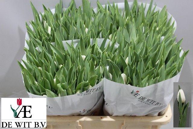 <h4>TU EN SILVER DOLLAR</h4>